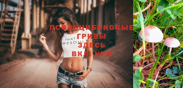 прущие грибы Пересвет